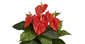 Anthurium project type 1