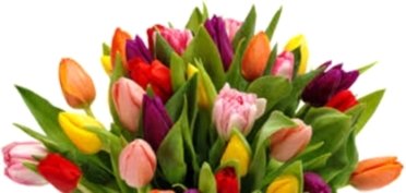 Tulips project type 2