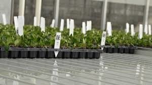 Young plants project type 2