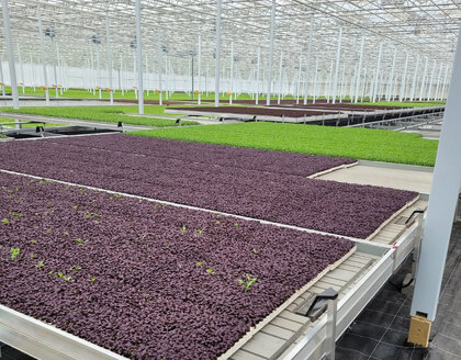 Hydroponics